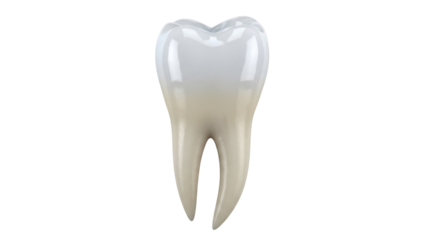 Realistic molar tooth isolated PNG on transparent background, dental anatomy model for educational and medical use in dentistry