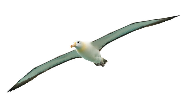 Isolated seabird albatross gliding overhead with wings outstretched, a majestic spectacle