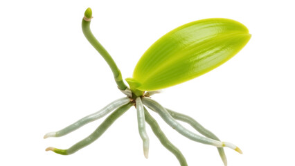 Isolated small orchid plant with leaves and roots ready for transplanting into soil