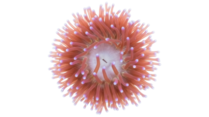 Isolated Bubble-Tip Anemone in a radial pattern featuring pink and purple tentacles with dots