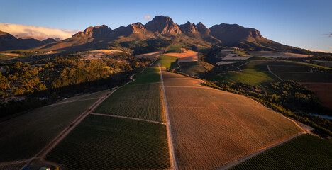 Obraz premium The wine land on Stellenbosch with a sunset view
