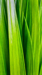 Fototapeta premium Close up pandan leaf surface showing natural tropical plant texture and organic detail