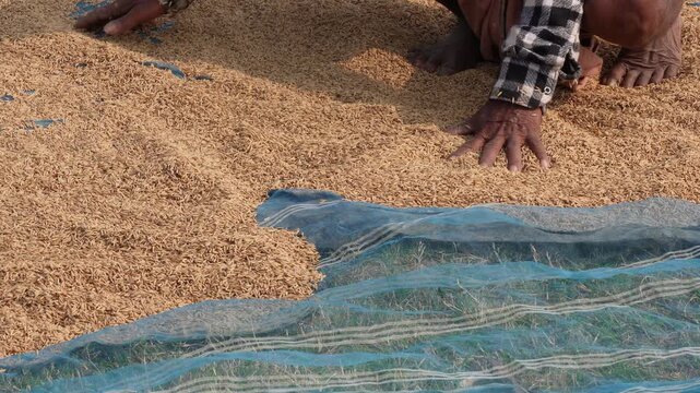 farmer spreading paddy and rice grains on a net or tarp for drying