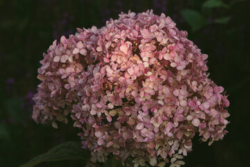 Hydrangea, Hortensia group, beautiful flowers in the garden