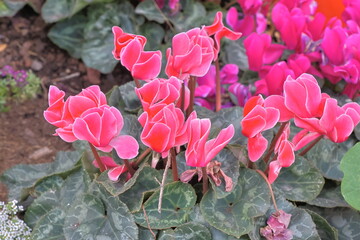 pink cyclamen flowers in the garden, closeup of photo
