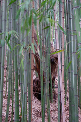 The bamboo stalks. Sirius. Krasnodar Krai. Russia