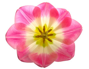 Vibrant Pink Tulip Flower with Yellow Center on Transparent Background