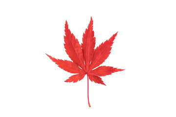 赤く色付いた紅葉