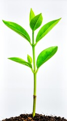 Young Green Sprout Isolated on White Background, Fresh Plant Symbolizing New Life, Growth, and Environmental Sustainability Concept