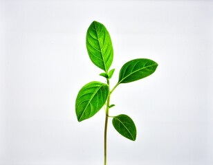 Young Green Sprout Isolated on White Background, Fresh Plant Symbolizing New Life, Growth, and Environmental Sustainability Concept