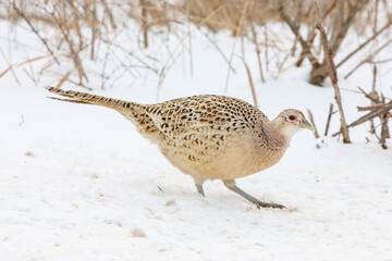 Female ring-necked pheasant walking through a snowy field in winter