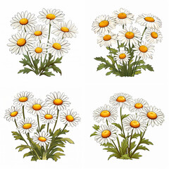 daisies on white background