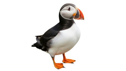 Isolated Atlantic puffin bird, beautiful feathered creature with colorful beak, standing tall