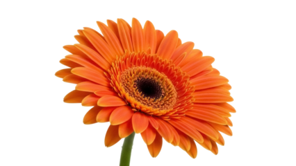 Isolated orange gerbera daisy flower blooming in studio light, close-up of beautiful petals