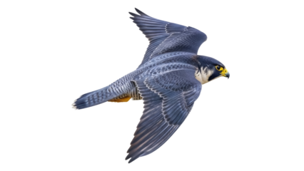 Isolated falcon soaring gracefully, predatory bird of prey in mid-air with wings spread