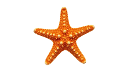 Isolated orange starfish, a marine animal with five arms and distinct texture, no background