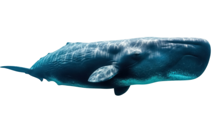 Isolated Sperm Whale Swimming majestically deep under the sea in ocean, close up, wildlife animal