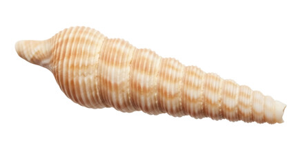 Isolated Turritellidae seashell, cone-shaped marine gastropod with brown vertical stripes