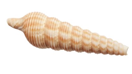 Isolated Turritellidae seashell, cone-shaped marine gastropod with brown vertical stripes