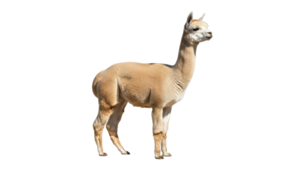 Isolated llama stands calmly in the sunlight, a fluffy woolly member of the camel family