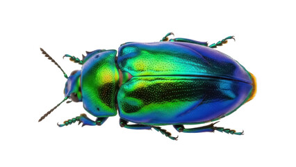 Naklejka premium Isolated Jewel Beetle with Vivid Iridescent Colors, a Stunning Insect Specimen on Display