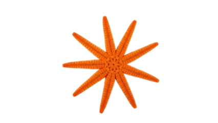 Isolated starfish in vibrant orange hue, sea animal with many arms and textured surface