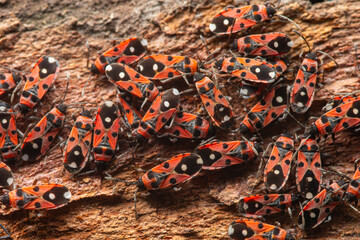 Vibrant Pyrrhocoridae on tree bark