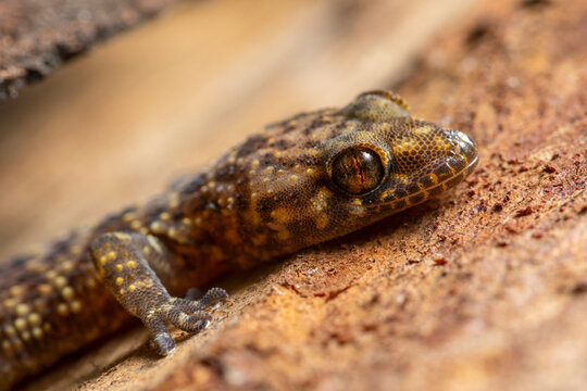 Close-up of a gecko blending with natural textures