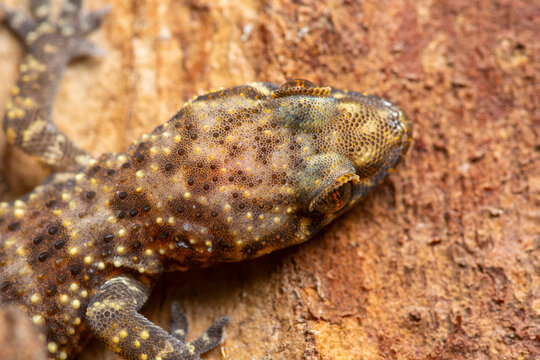 Close-up of a gecko blending into textured bark