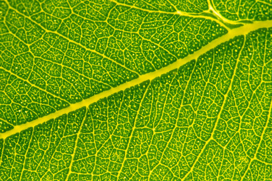 Close-up of a green eucalyptus leaf with intricate vein patterns