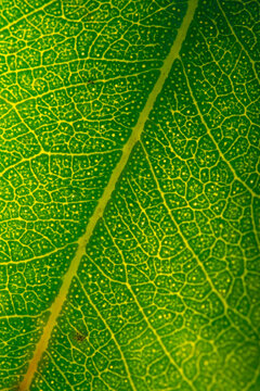 Close-up of a green eucalyptus leaf with intricate vein patterns