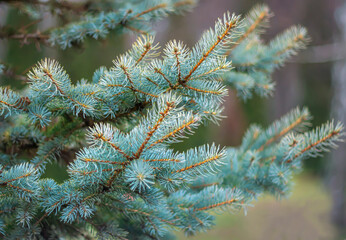 Snow-white pine branches as a background for New Year's creative works.