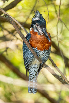 Giant kingfisher perched near Lake Naivasha Kenia