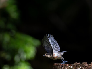 飛び立つヤマガラ