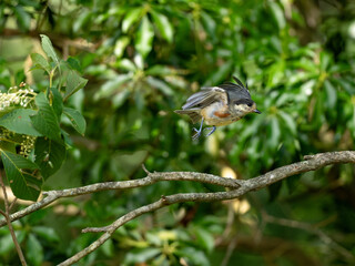 飛び立つヤマガラ