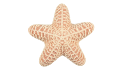 Isolated pale starfish featuring five arms and textured surface in studio lighting