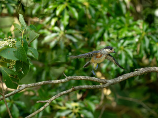 飛び立つヤマガラ