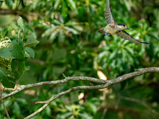 飛び立つヤマガラ