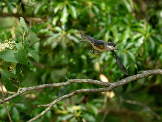 飛び立つヤマガラ