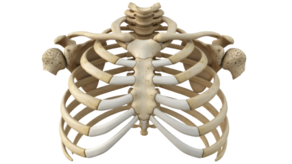 Isolated rib cage and shoulder bones anatomy, skeletal system, body structure and design concept