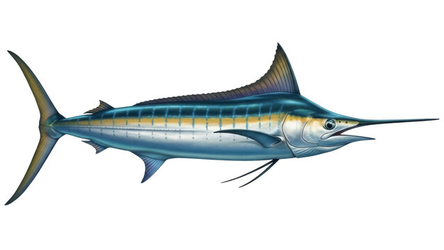 Isolated Marlin Swordfish Fish Swimming Underwater Marine Wildlife Sea Creature Artwork Graphic