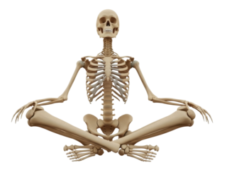 Isolated Human skeleton sitting in lotus position meditating, anatomy representation, bone structure