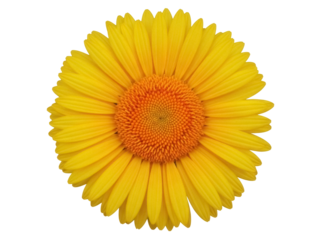 Isolated Vibrant Yellow Daisy Like Flower with Orange Center Petals Blooming Fresh