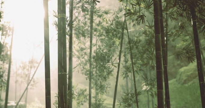 Sunlight filters through dense bamboo stalks, creating a serene atmosphere in this lush forest. The gentle rustling of leaves adds to the peaceful ambiance, inviting reflection and exploration.