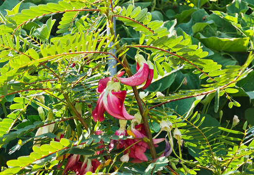 Red Sesbania grandiflora in the garden