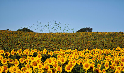 Obraz premium a flock of parrots flying over a sunflower field