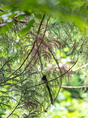 サンコウチョウ