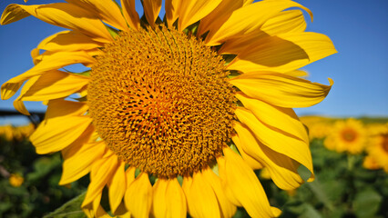 Obraz premium A close-up image of sunflowers in a sunflower field in bloom.