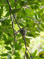 サンコウチョウ