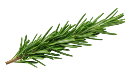 Isolated sprig of rosemary is aromatic and delicious for the culinary arts, spice and flavoring
